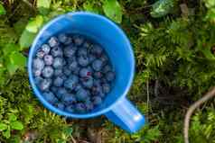 蓝莓挑选季节篮子成熟的蓝莓森林杯子完整的成熟的多汁的野生蓝莓概念挑选夏天浆果森林