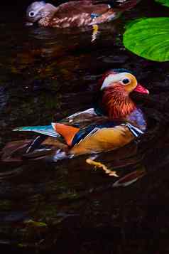 充满活力的色彩斑斓的普通话鸭鸟游泳水莉莉垫