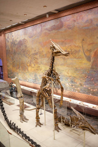 莫斯科俄罗斯离开古生物学博物馆