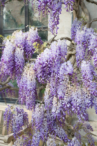 花淡紫色盛开的紫藤包装建筑外观花背景