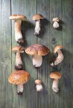 模式porcini蘑菇木表格秋天收获