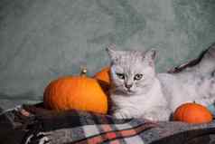 灰色的苏格兰小猫格子毯子沙发包围橙色南瓜
