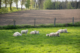 白色羊羊羔吃草绿色草坪上自然饲料剪切羊毛