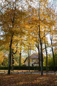 秋天景观房子黄色的秋天树叶覆盖人行道