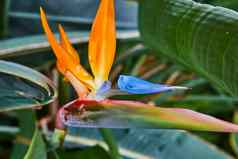 橙色鸟天堂植物热带雨林细节