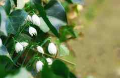 常见的雪花莲雪花属Nivalis