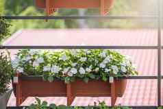 花阳台花挂锅概念园艺花卉栽培栏杆阳台挂美丽的明亮的花白色黄色的长花能