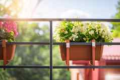 花阳台花挂锅概念园艺花卉栽培栏杆阳台挂美丽的明亮的花白色黄色的长花能