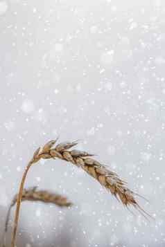 小穗小麦覆盖雪冰未收获的小麦粮食谷物小麦涵盖了雪场雪