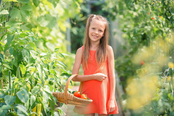 可爱的女孩收获黄瓜西红柿温室肖像孩子篮子蔬菜