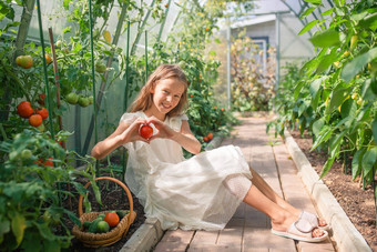 可爱的女孩收获蔬菜温室肖像孩子篮子完整的蔬菜