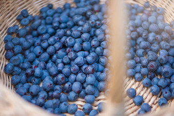 篮子蓝莓特写镜头浆果挑选季节收集蓝莓篮子