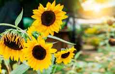 黄色的向日葵花园关闭美丽的向日葵花园日落细节向日葵花瓣美丽的向日葵自然花园阳光明媚的一天