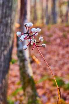 小白色浆果植物晚些时候秋天树森林树叶颜色软背景
