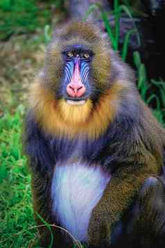 可爱的心轴灵长类动物猴子休息害羞的眼睛刚果非洲赤道