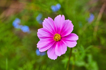 细节粉红色的<strong>黄色</strong>的野<strong>花开</strong>花蓝色的花软背景