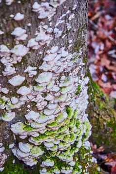 树覆盖小白色绿色真菌架子上蘑菇