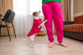 杰克罗素梗狗穿着粉红色的夹克脚女<strong>主人</strong>公寓