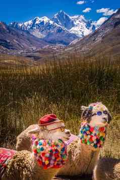 可爱的别致的羊驼关闭Ancash秘鲁安第斯山脉秘鲁