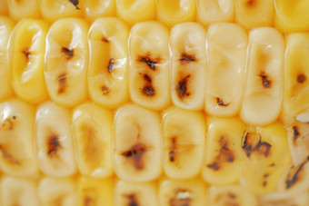 玉米结实的矮白色背景关闭