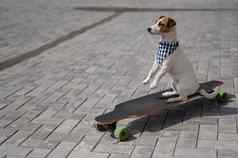 杰克罗素梗狗穿着太阳镜格子印花大手帕执行技巧冲浪老手