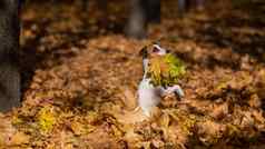 杰克罗素梗狗持有黄色的枫木叶走秋天公园