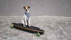 杰克罗素梗狗穿着太阳镜格子印花大手帕执行技巧冲浪老手