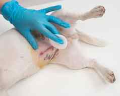 兽医对待狗的缝合外科手术操作
