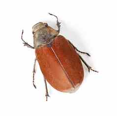 美甲虫宏拍摄红色的棕色（的）甲虫孤立的白色