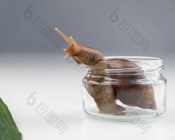 特写镜头蜗牛爬行空玻璃Jar白色背景贝类美容