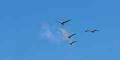 自由飞行群鸟飞行天空