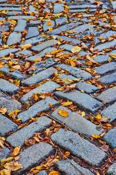 人行道模式砖差距填满秋天叶子