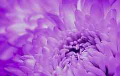摘要花背景紫色的菊花花花瓣