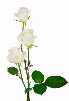 花束白色玫瑰白色玫瑰孤立的白色背景