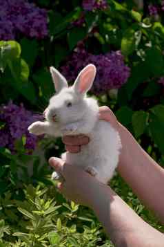 概念动物畜牧业环保私人农业白色兔子美丽的毛茸茸的皮毛人类手美丽的白色兔子