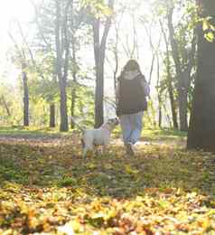 狗戏剧情妇公园特写镜头女人夹克美国斗牛犬狗玩黄色的秋天叶子公园