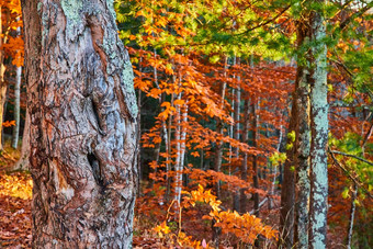 树树皮细节森林橙色叶子树晚些时候秋天