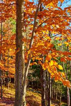 美丽的树橙色树叶晚些时候秋天森林