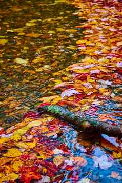 色彩斑斓的秋天叶子收集河表面日志
