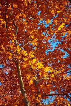 细节树晚些时候秋天覆盖橙色叶子金光