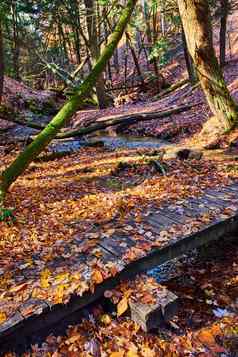 走桥森林公园小溪完全覆盖橙色秋天叶子