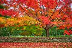 峰秋天苹果果园惊人的红色的橙色叶子石头墙