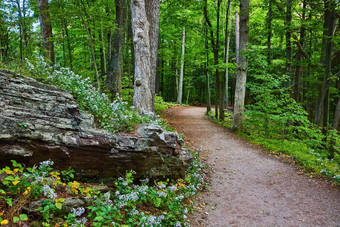 清洁宽徒步旅行路径郁郁葱葱的绿色森林岩石场花