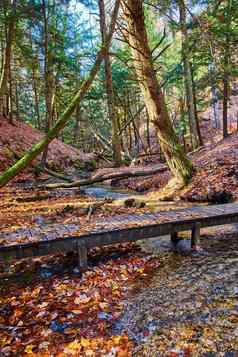 秋天叶子封面森林地面走桥小溪公园