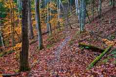 简单的徒步旅行小道森林公园晚些时候秋天色彩斑斓的树叶覆盖地面