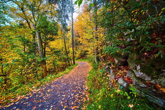 徒步旅行路径森林峰秋天覆盖叶子