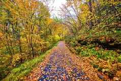 徒步旅行路径覆盖黄色的叶子包围充满活力的森林