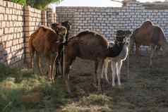 单峰骆驼骆驼埃及非洲骆驼农场