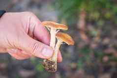 的家伙持有牛肝菌属蘑菇根秋天时间收集蘑菇走森林