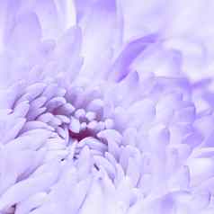 摘要花背景白色紫色的菊花花